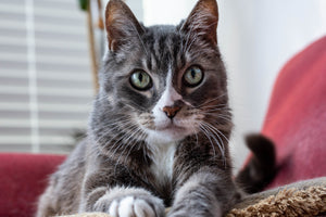 Cat Products