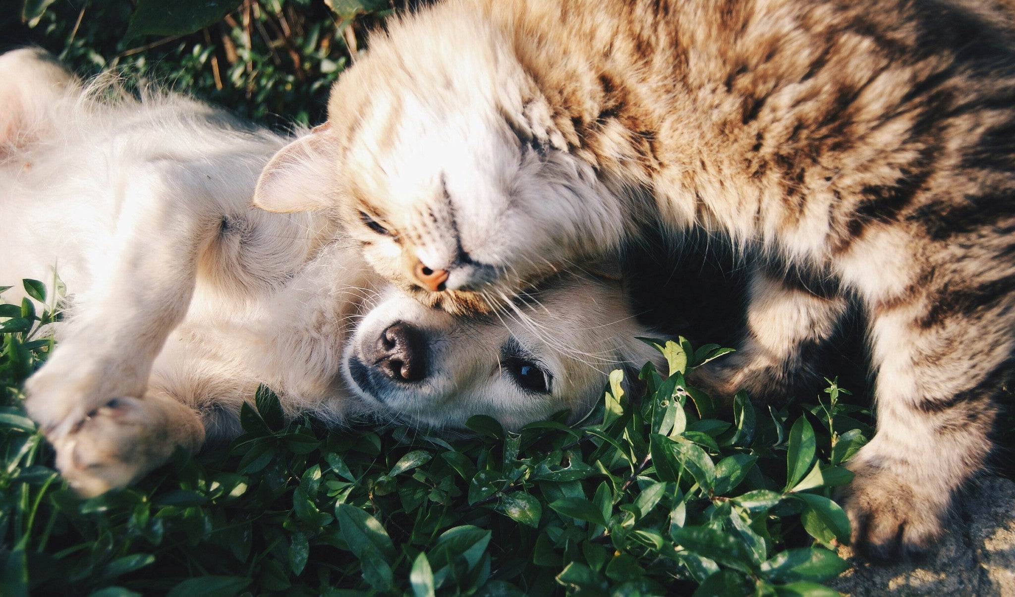 Premium Pet Supplies